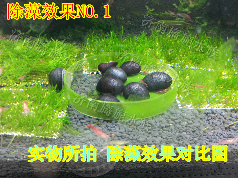 黑金刚鲍鱼螺 黑金刚螺 非军帽螺 最强除藻螺工具螺草缸必备|一淘网优惠购|购就省钱