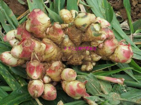 农家自种生姜小黄姜 深山种植绿色有机无毒无