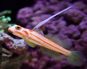 ... 养好海水鱼和珊瑚,海水鱼 珊瑚_最好养 海水鱼 珊瑚