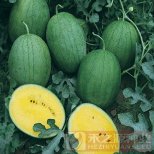 【图】西瓜种子价格 西瓜种子官网 麒麟西瓜种