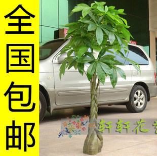 高仿真树发财树假树落地盆景盆栽 客厅植物花木批发装饰绢花假花
