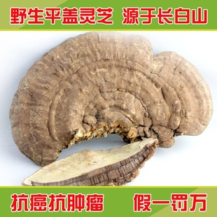  灵芝 野生灵芝 平盖灵芝 树舌 整枝灵芝 正品 免费切片 2斤包邮