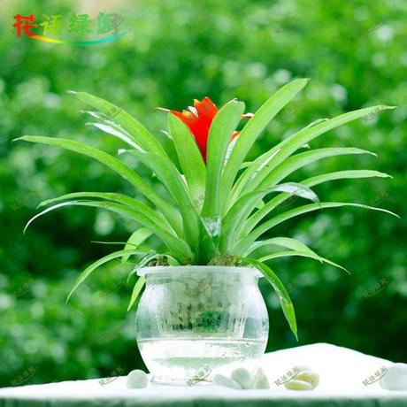 小红星水培凤梨花办公室内花卉盆栽水培植物盆