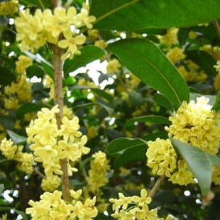  20斤桂花蜂蜜酿酒辅料套餐 包含法国进口酵母 发酵助剂 澄清剂等