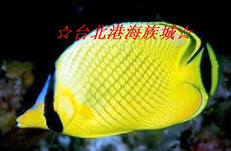 海水鱼活体珊瑚★台北港★ 鲽鱼科 网蝶|ruв категории животное/Животное питание и принадлежностей, аквариум мира, рыба - от Buy2taobao.com для оказания профессиональной услуги покупки агента Taobao