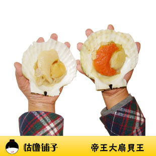  日本超大扇贝王 稀少野生 海鲜鲜冻 烧烤清蒸 超级美味