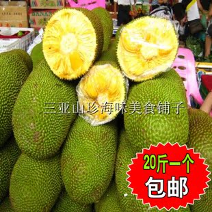  海南三亚水果马来西亚6号菠萝蜜果 出干苞量多 肉甜如蜜 果中之王