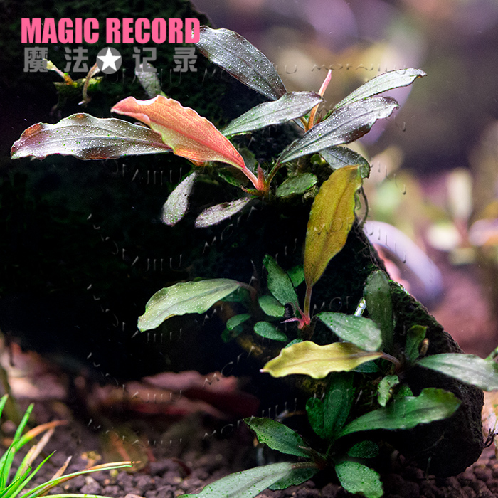 =Magic Records=Underwater Pepper Gouache/Shrimp cylinder Small fish tank Landscaping Aquatic herbin the Pet/Pet food and supplies , Aqua World , Aquarium fish tanks and other equipment , Aquatic category - from Buy2taobao.com to provide professional Taobao agent buy service