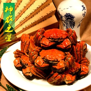  加1元多2只 阳澄湖大闸蟹团购 现货 公螃蟹3.2-3.5 母蟹2.2-2.5两