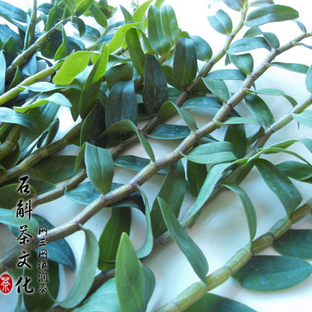 十年双冠 铁皮枫斗鲜条促销 正宗新鲜铁皮石斛鲜条食用带叶100g|ruв категории традиционные питательный пища, Дендробиум/белоснежная - от Buy2taobao.com для оказания профессиональной услуги покупки агента Taobao