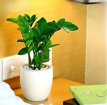 金钱树 旺财树盆栽桌面植物花卉净化空气 阳台