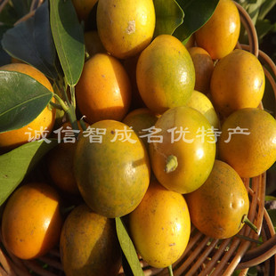  广西特产 绿色生态原产地 新鲜水果 金蜜桔 甜脆金桔 护嗓清音