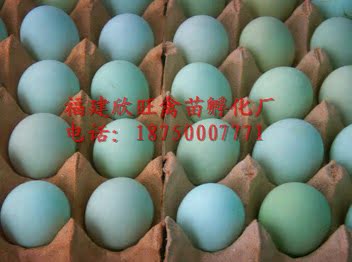 五黑绿壳蛋鸡种蛋贵妃鸡火鸡土鸡高产蛋鸡黑白