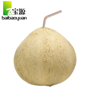  百宝源 海南新鲜可可老 毛椰子 水果/椰青水多椰蓉椰肉可吃/1个
