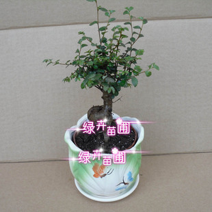 小榆树 迷你观根植物 桌上型盆栽 造型别致 多年生