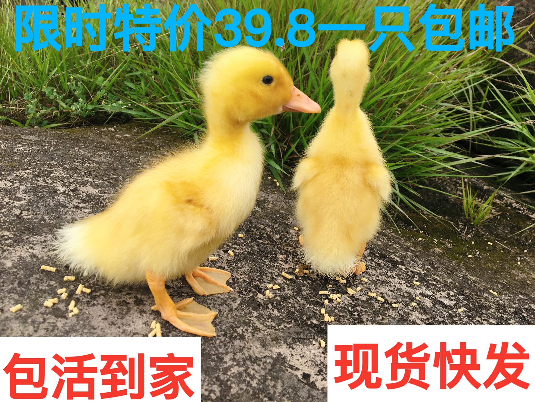 Duck living thing White duck children Pets kindergarten duck Pets living thing Colein the Pet/Pet food and supplies , Other pets , Other pets category - from Buy2taobao.com to provide professional Taobao agent buy service