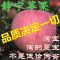 上下架计划:甘肃平凉金果静宁水晶红富士苹果水果80#精品30个装15斤全国包邮