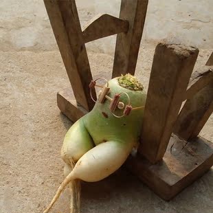  【聚新鲜】潍坊萝卜 潍县青萝卜 水果萝卜(潍坊农科院基地）