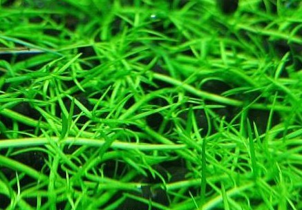 双皇冠 黑肋 黑勒草 钢丝草 中前景鱼缸水草造景 10支/组