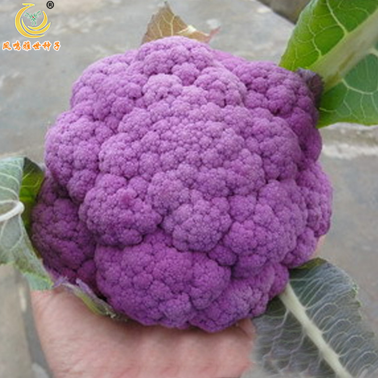 特菜種子 紫荊花紫菜花種子2克 基地用菜籽 特色蔬菜種子在類目 鮮花速遞/花卉仿真/綠植園藝, 花卉/蔬果/草坪種子(新), 家庭園藝種子中 - 來自Buy2taobao.com提供專業的淘寶代購服務