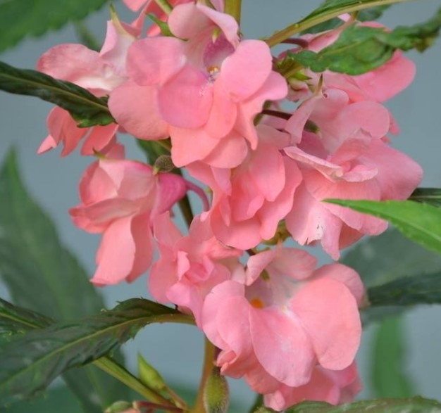 鳳仙花紅白粉3色 混色鳳仙花種子 30粒重瓣鳳仙花 指甲花花卉種子在類目 鮮花速遞/花卉仿真/綠植園藝, 花卉/綠植盆栽(新), 花卉中 - 來自Buy2taobao.com提供專業的淘寶代購服務