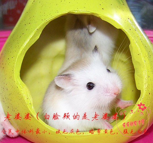 《特价》 老婆婆 公母可选自家繁殖仓鼠宝宝 包活两只包邮在类目 宠物/宠物食品及用品, 仓鼠类及其它小宠, 仓鼠中 - 来自Buy2taobao.com提供专业的淘宝代购服务