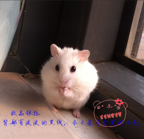 《特价》真正自家繁殖 jipin银狐仓鼠 品相一流 公母可选两只包邮在类目 宠物/宠物食品及用品, 仓鼠类及其它小宠, 仓鼠中 - 来自Buy2taobao.com提供专业的淘宝代购服务