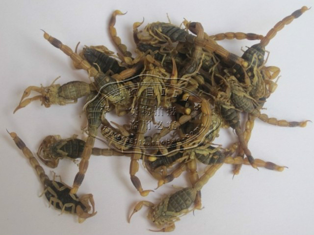 优质中药材 清水全干蝎子 包邮 全蝎 钳蝎 蝎子 全虫 100克在类目 传统滋补营养品, 药食同源食品, 其他药食同源食品中 - 来自Buy2taobao.com提供专业的淘宝代购服务