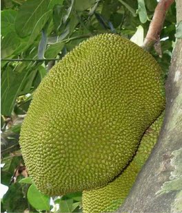  批发水果海南产新鲜菠萝蜜马来西亚1号500g量大的联系客服发物流