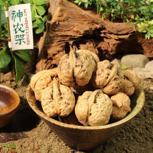  本草食材 湖北神农架特产纯正野生山核桃 精挑 孕妇零食良品500g