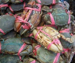  鲜活海鲜 青蟹 螃蟹赤蟹膏蟹5星鲜活保障 1斤起拍