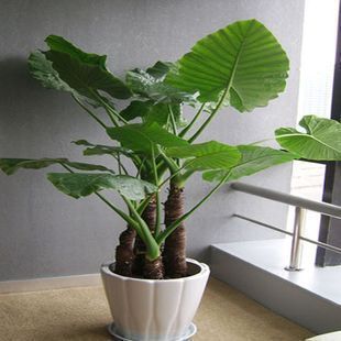 室内花卉滴水观音盆栽 大 海芋吸收灰尘 官叶花卉盆栽 大型绿植在类目 鲜花速递/花卉仿真/绿植园艺, 花卉/绿植盆栽(新), 大型绿植/成品组合盆栽中 - 来自Buy2taobao.com提供专业的淘宝代购服务