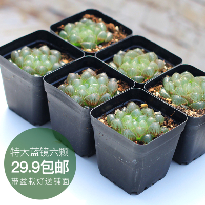 特大蓝镜玉露十二卷精选多肉植物桌面阳台创意盆栽绿植满包邮