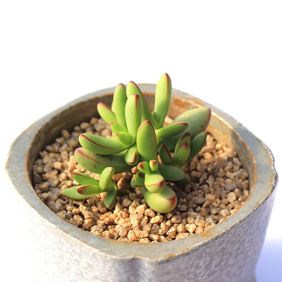 小天狗二木的花园多肉植物新手盆栽肉肉组合无肥控型