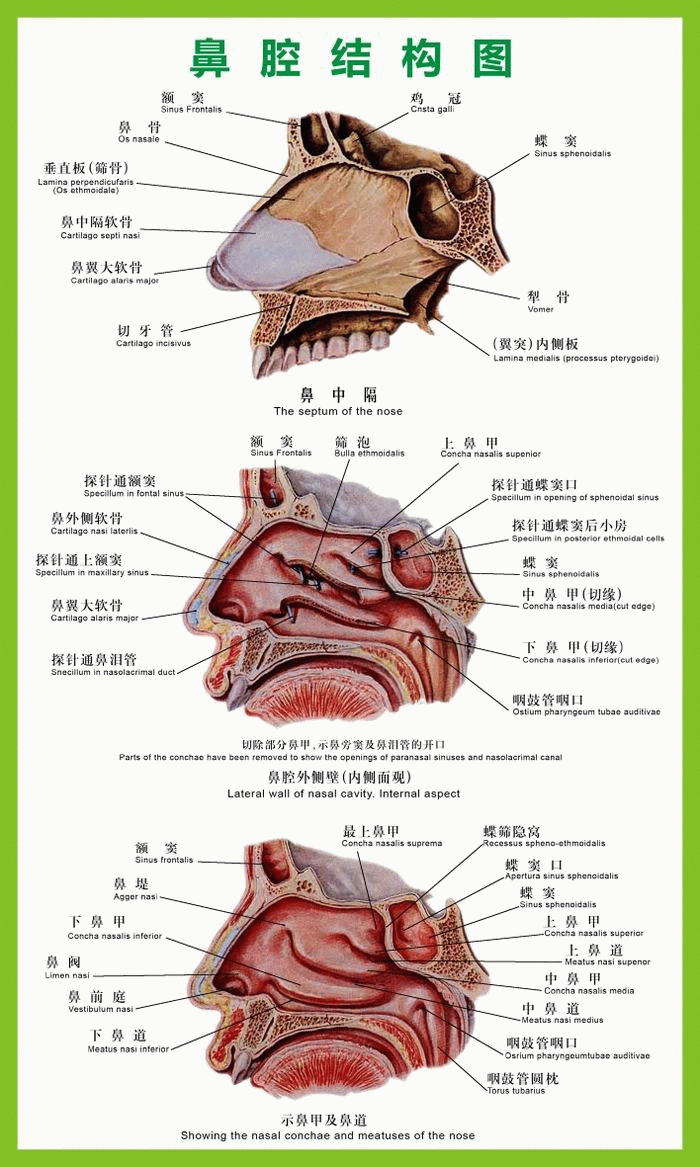 鼻腔结构图 鼻腔结构挂图 鼻腔结构大图 0.6x1米 包邮