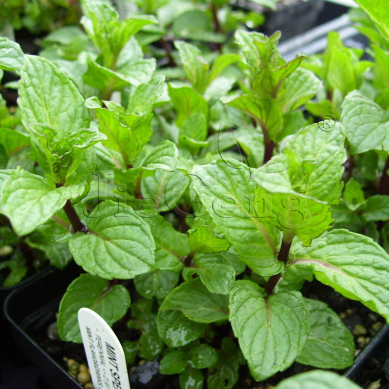 Spearmint seed Spearmint Spearmint cool and refreshing Dwarf Potted plant Mosquito repellent Mint Vanilla Flower Seedsin the Flower delivery/Flowers simulation/Plants gardening , Flowers/Fruits and vegetables/Lawn seed (New) , Home & Garden Seeds category - from Buy2taobao.com to provide professional Taobao agent buy service