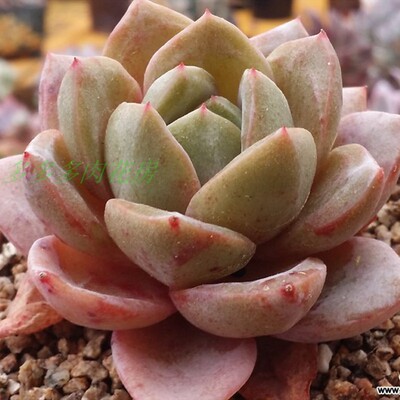 香槟多肉植物精养超萌花卉盆栽促销爆款满包邮多多花房