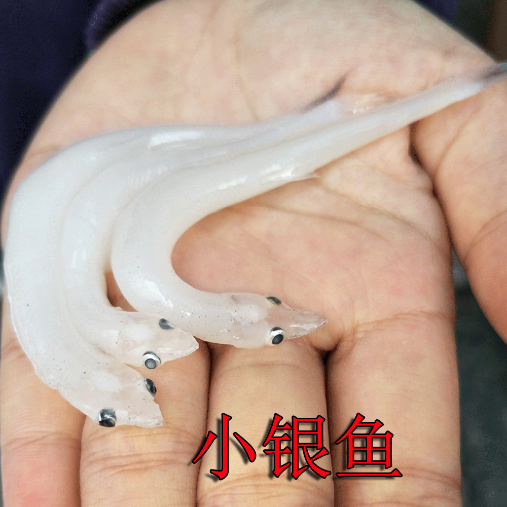 小银鱼子 新鲜小银鱼子 当天海捕货 新鲜美味 小朋友补钙佳品在类目 水产肉类/新鲜蔬果/熟食, 海鲜/水产品/制品, 其它中 - 来自Buy2taobao.com提供专业的淘宝代购服务