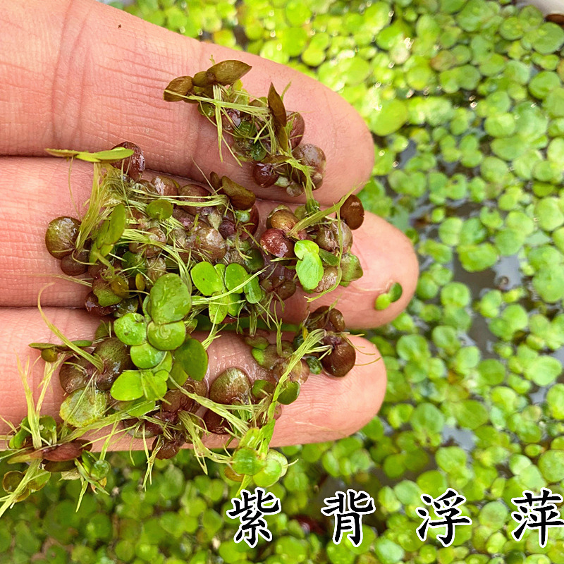 紫背浮萍芝麻萍净化水质水葫芦水芙蓉真水草活体鱼缸龟缸水池造景|msdalam kategori haiwan peliharaan/makanan haiwan dan bekalan, Aquarium World, tangki ikan akuarium dan kelengkapan lain, akuatik - dari Buy2taobao.com untuk memberikan perkhidmatan ejen Taobao profesional membeli