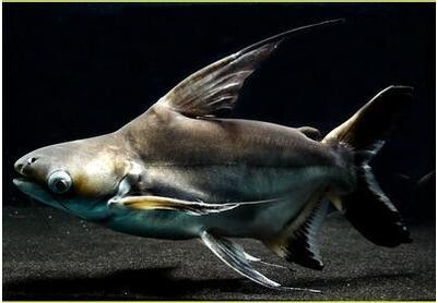 成吉思汗鲨 大白鲨鱼 热带鱼淡水鱼球鲨 热带鱼活体