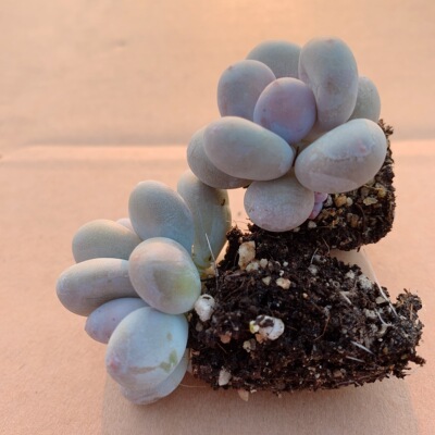 稻田姬克雷吉二代奶酪彩虹奶酪单双混9.9元5颗包邮多肉植物贵货