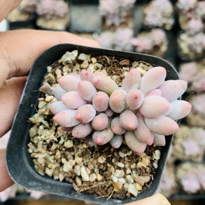 多肉植物贵货婴儿手指群生盆栽特惠促销小狐狸的多肉窝满18元包邮