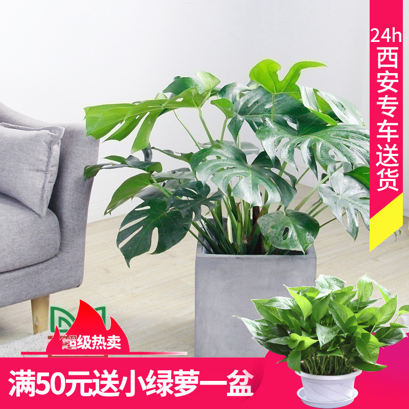 龟背竹盆栽办公室内绿植物净化空气除甲醛西安花卉网同城包邮配送在类目 鲜花速递/花卉仿真/绿植园艺, 花卉/绿植盆栽(新), 绿植中 - 来自Buy2taobao.com提供专业的淘宝代购服务