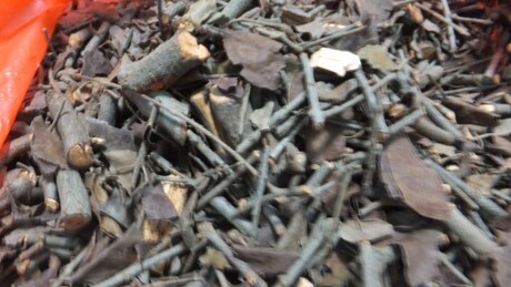 野生万寿 松树寄生 桃树 黄皮 黄牛木 杉树 枇杷