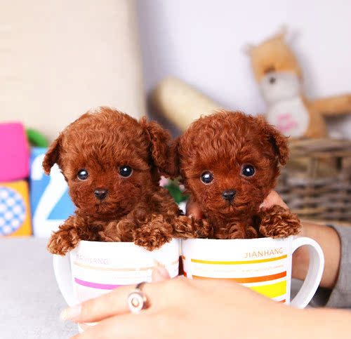 茶杯泰迪犬旗舰店|白色茶杯泰迪犬图片|泰迪犬