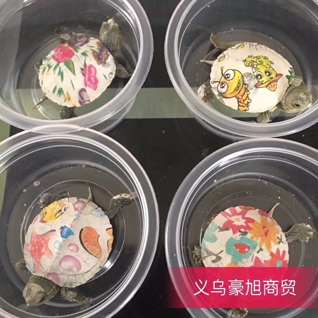 彩色网红炫彩小乌龟七彩活体宠物龟地摊巴西龟苗彩绘一对活的|msdalam kategori haiwan peliharaan/makanan haiwan dan bekalan, Aquarium World, penyu/penyu - dari Buy2taobao.com untuk memberikan perkhidmatan ejen Taobao profesional membeli