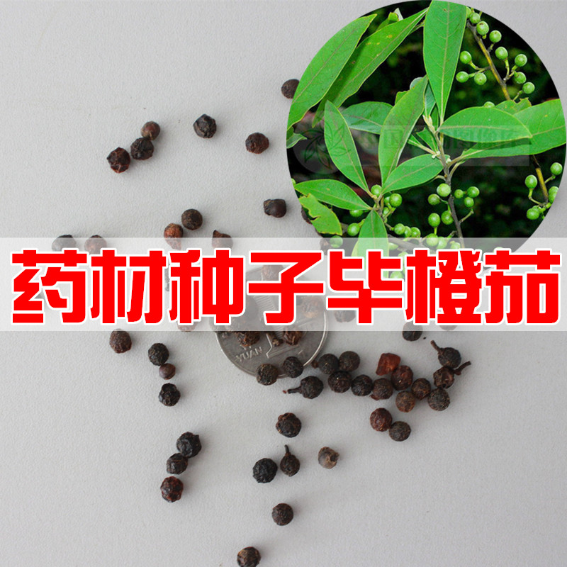 药材种子 毕橙茄种子 毕澄茄种子 木姜子种子 山鸡椒种子|ruв категории электронный словарь/электрический бумажных книг/канцелярские принадлежности, полиграфической продукции, Другие упаковка мешок - от Buy2taobao.com для оказания профессиональной услуги покупки агента Taobao