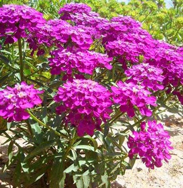 蜂室花種子 十字花科芳香花卉 花期長耐寒球形傘房狀盆栽在類目 辦公設備/耗材/相關服務, 包裝設備/標牌及耗材, 包裹袋/編織袋中 - 來自Buy2taobao.com提供專業的淘寶代購服務
