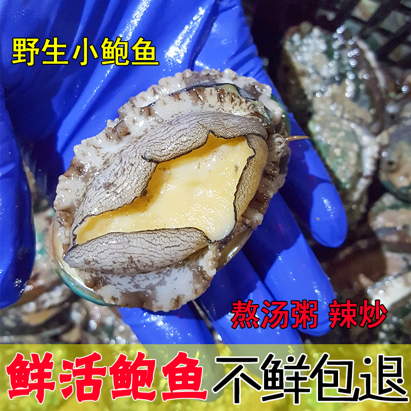 鲜活小鲍鱼贝类海鲜水产野生鲍鱼烟台特产1斤25-35个 鲍鱼鲜活在类目 水产肉类/新鲜蔬果/熟食, 海鲜/水产品/制品, 贝类, 鲍鱼中 - 来自Buy2taobao.com提供专业的淘宝代购服务