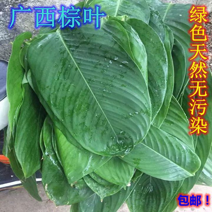 Brown leaf Guangxi green natural Pollution fresh Ma Nobile Green beans seed Flower pot The whole people Berserkin the Flower delivery/Flowers simulation/Plants gardening , Flowers/Potted plants (New) , Plants category - from Buy2taobao.com to provide professional Taobao agent buy service